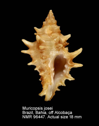 Muricopsis josei.jpg - Muricopsis josei Vokes,1994